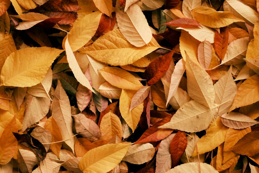 A close up of a pile of leaves